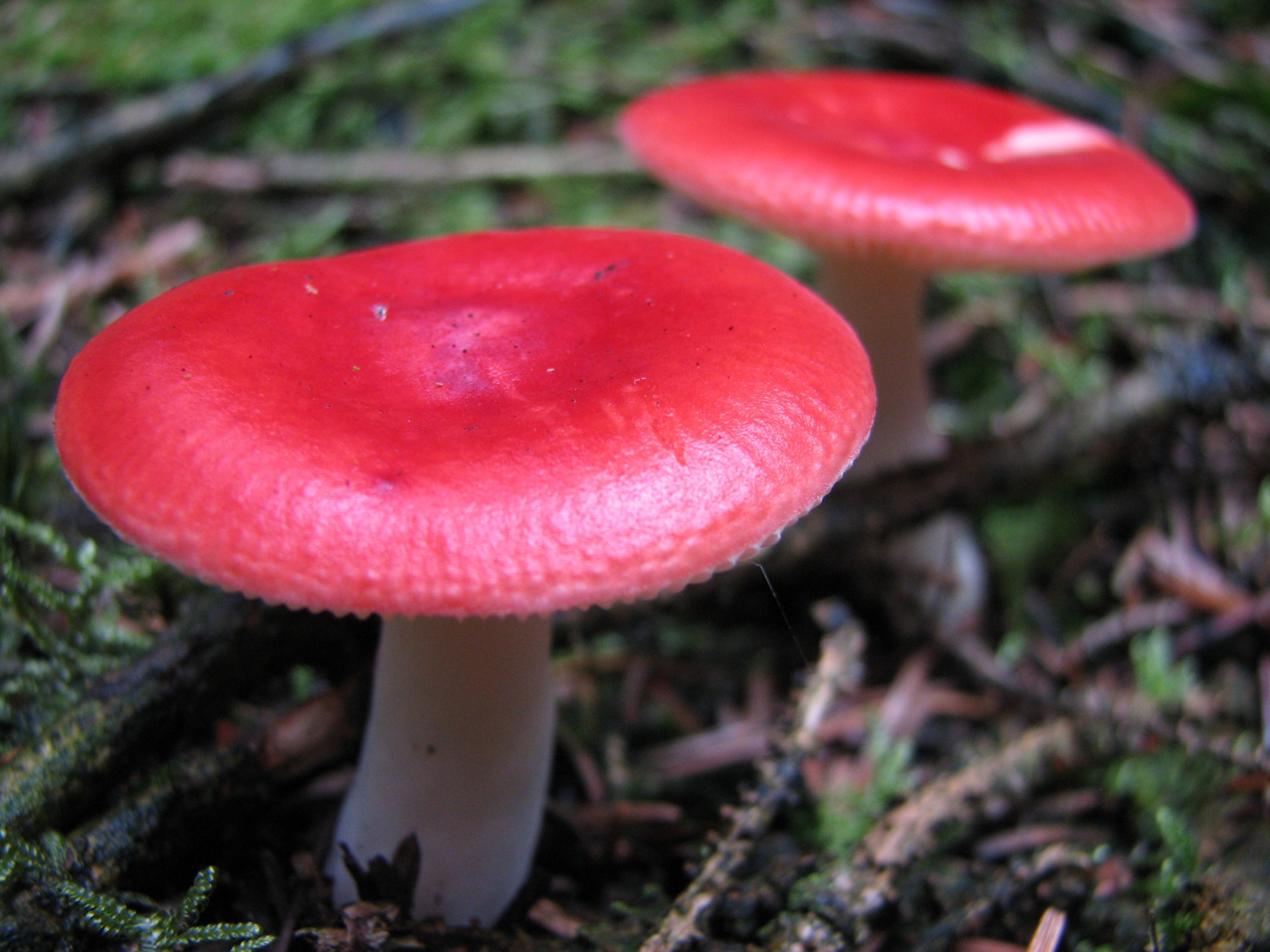 Red Morel Mushrooms
 