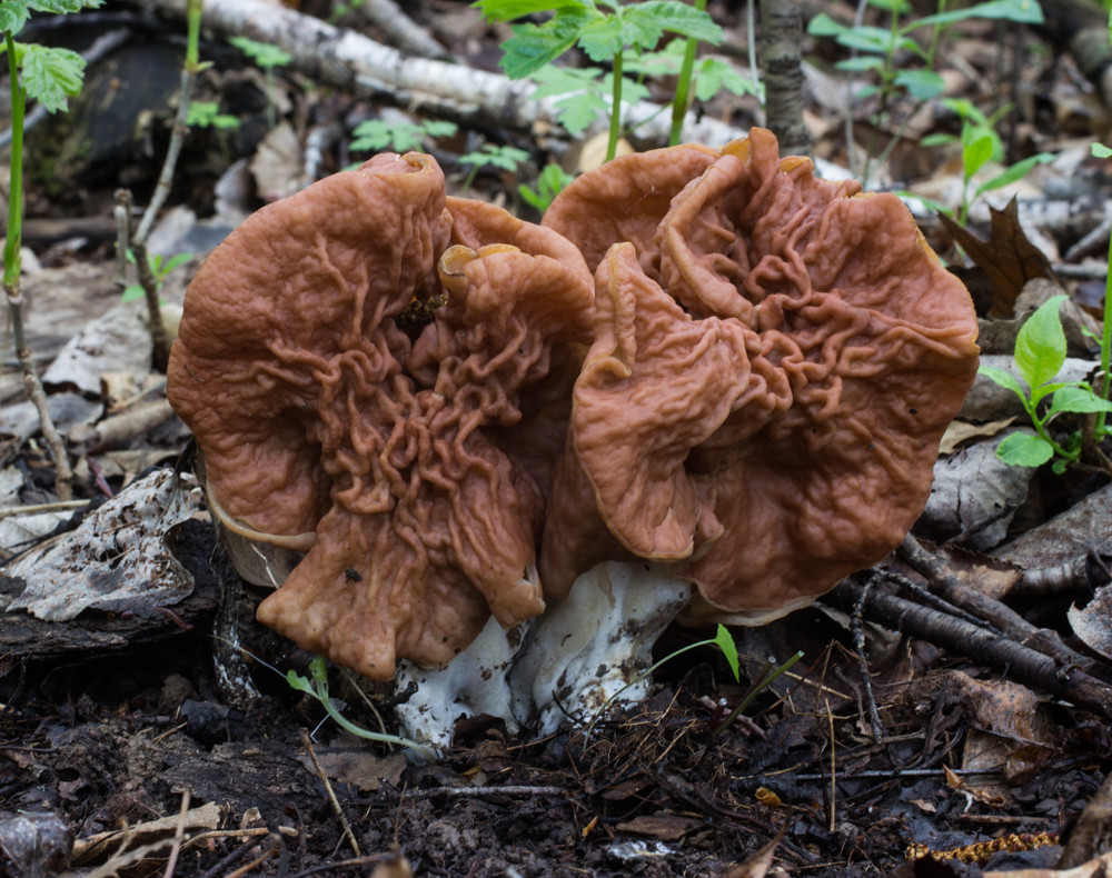 Red Morel Mushrooms
 