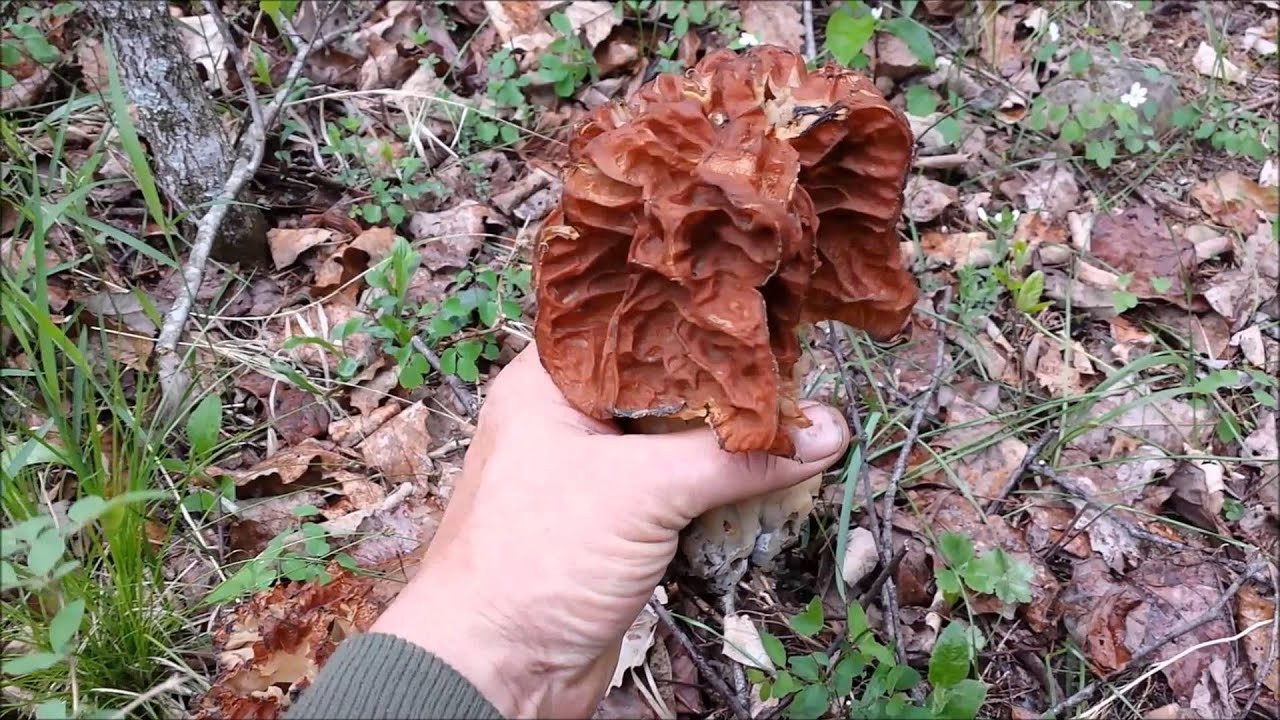30 Best Red Morel Mushrooms Best Recipes Ideas and Collections